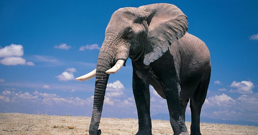 Sweet Names For Elephants