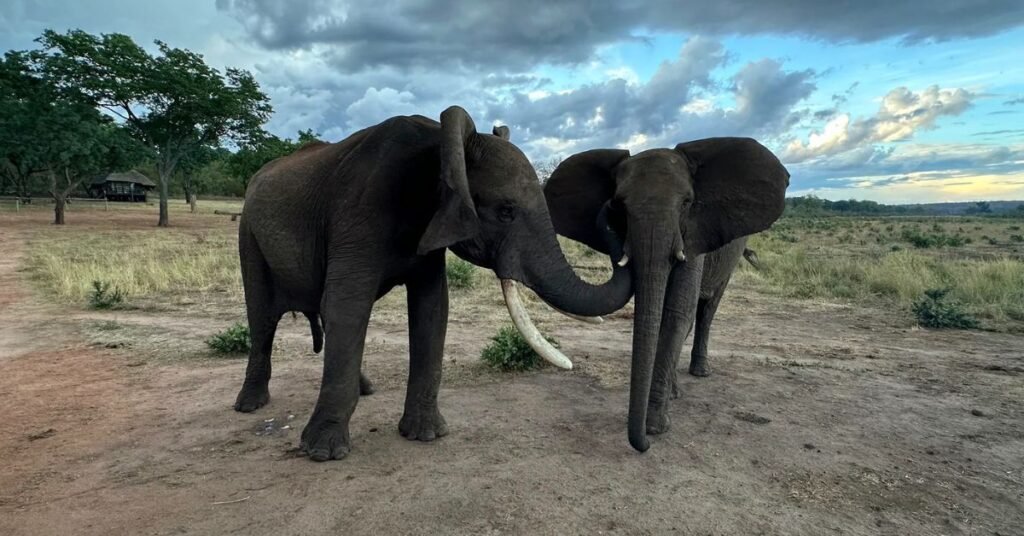 Pretty Names For Elephants