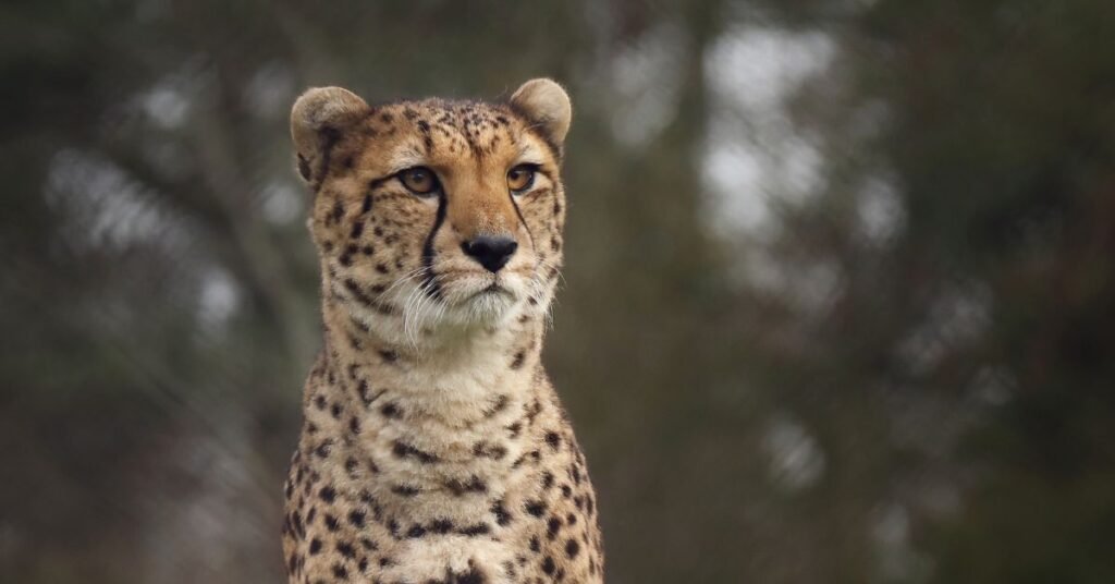 Male Cheetah Names