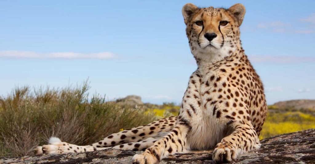 Choosing the Perfect Name for Your Cheetah
