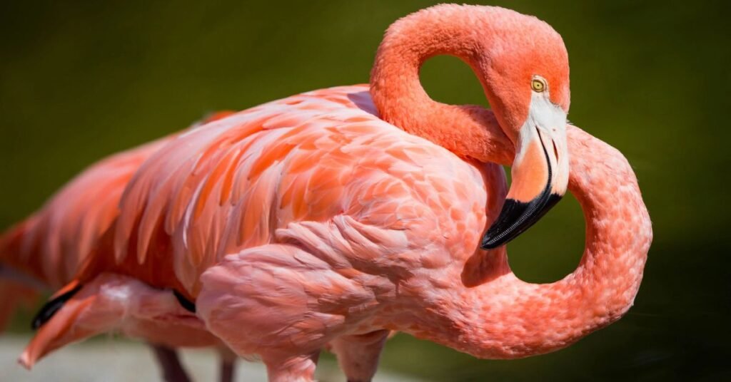 Flamingo Zoo Names