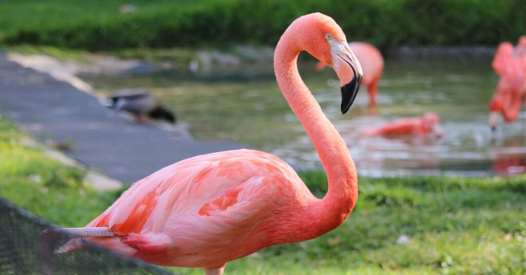 Funny Pet Flamingo Names