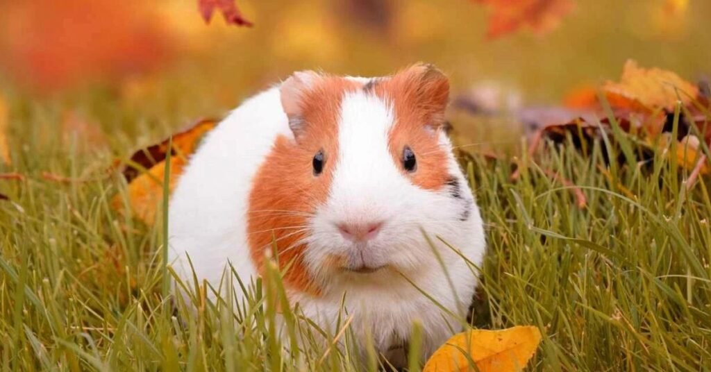 Unique Guinea Pig Names
