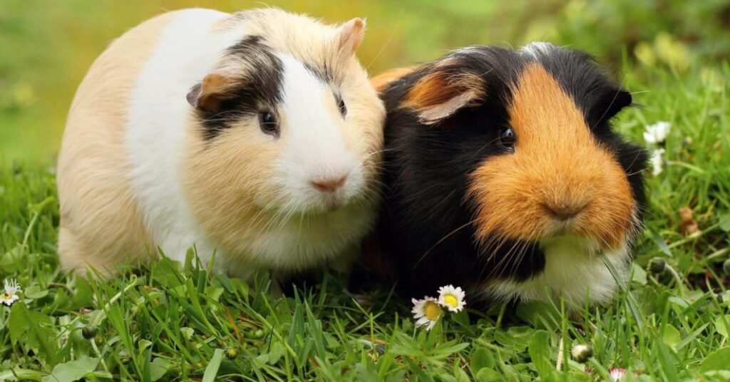 Unique Guinea Pig Names