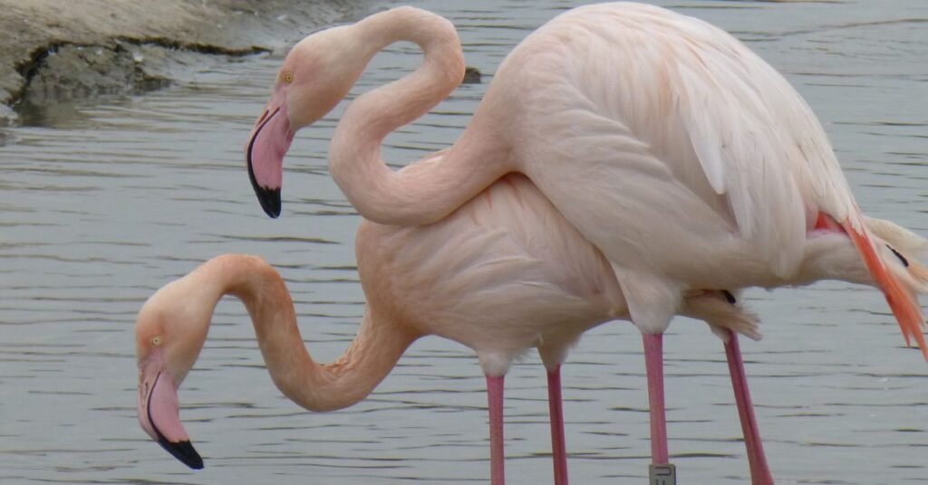 Names For Male Flamingo