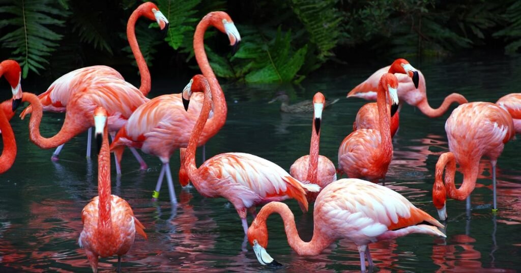 Nicknames For Flamingo